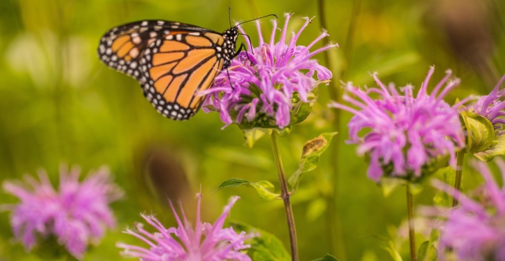 گیاهان معطر برای جذب پروانه ها